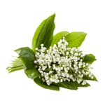 Lily-of-the-valley