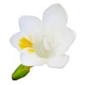 Freesia