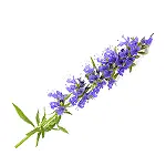 Hyssop